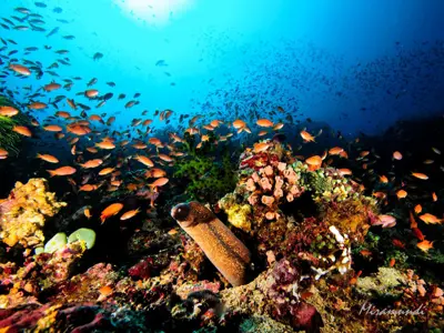 7-days-diving-(14-dives)