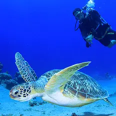 Dive with marine life