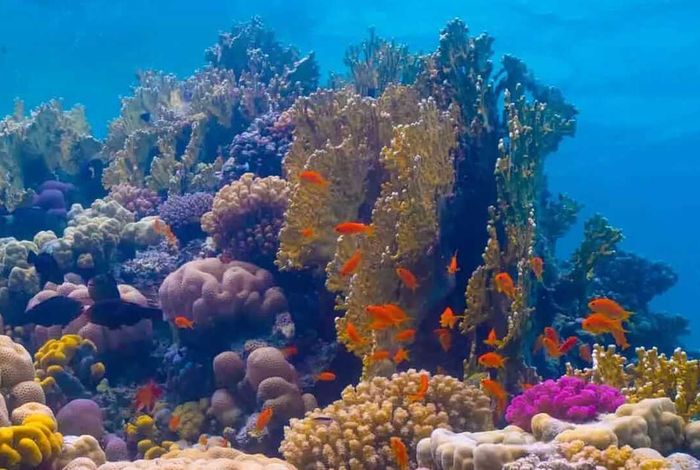 The diversity of the coral reefs in the Red Sea