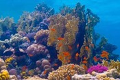 The diversity of the coral reefs in the Red Sea